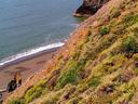 Flowers in bloom along the Headlands cliffs.